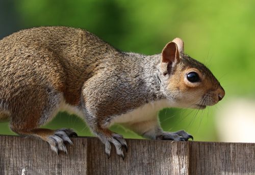 squirrel grey brown