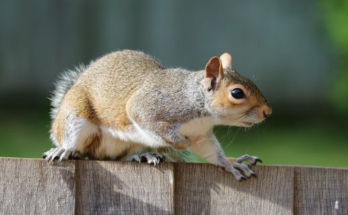 squirrel grey brown