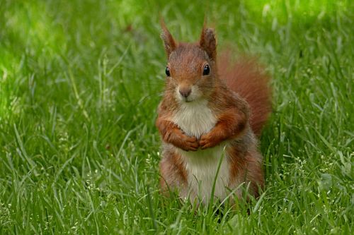 squirrel sciurus major animal