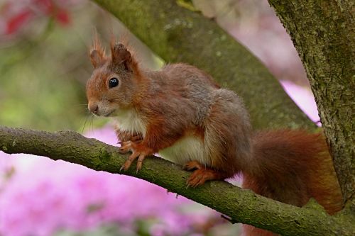 squirrel sciurus animal