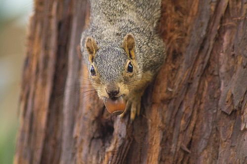 squirrel animal acorn