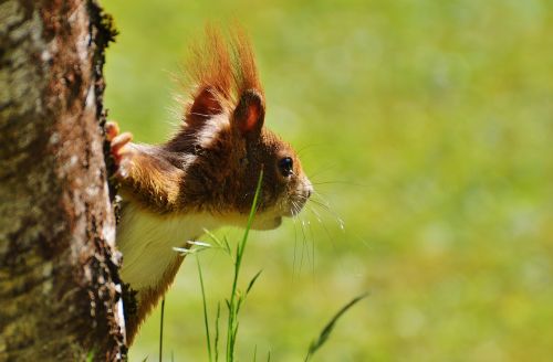 squirrel nager cute