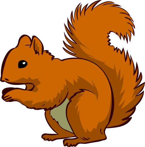 squirrel animal pet