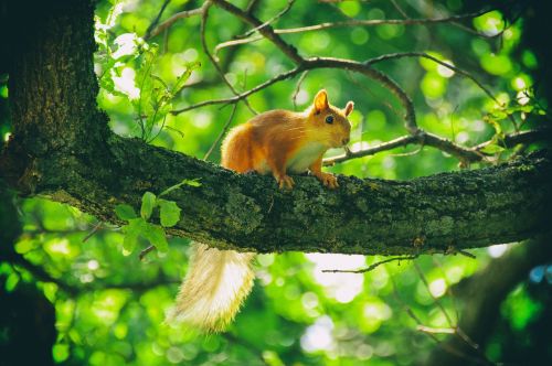 squirrel animals animals in nature