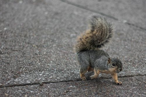 squirrel prisch american