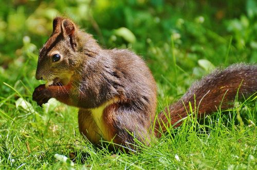 squirrel nager cute