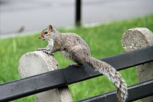 squirrel animal nature