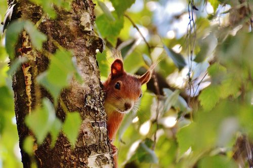 squirrel nager cute