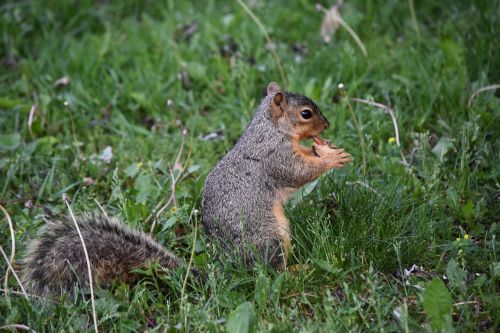 squirrel peanut wildlife