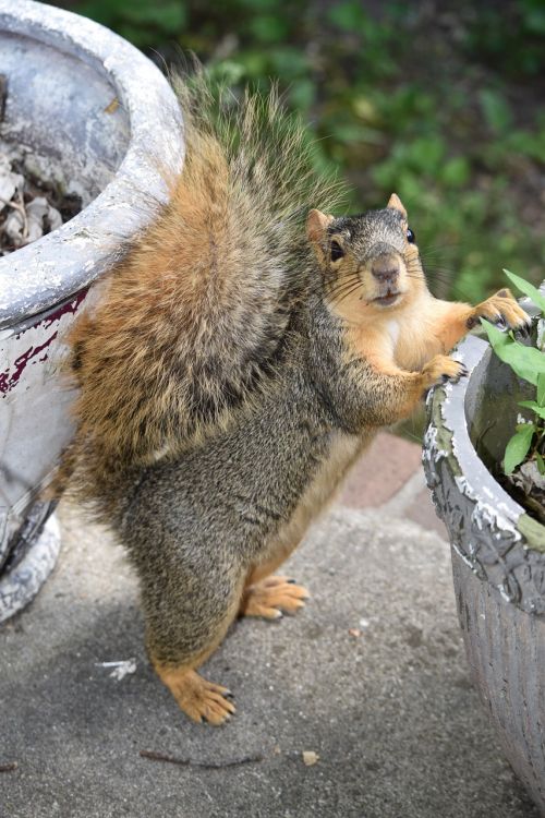 squirrel furry animal