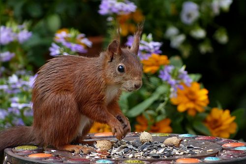 squirrel sciurus vulgaris major mammal