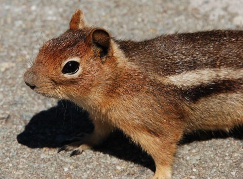 squirrel fauna rodent