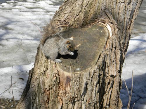 squirrel spring wild animals