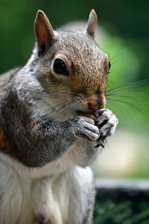 squirrel animal acorn