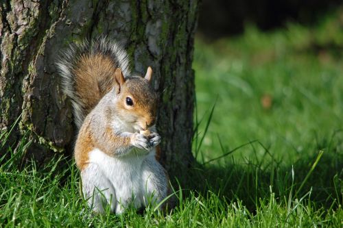 squirrel eating nut nature