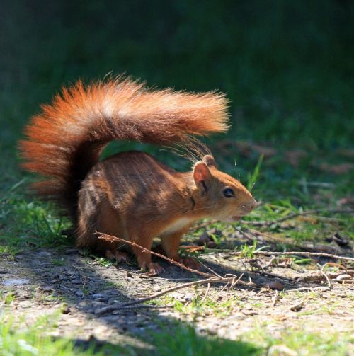 squirrel red squirrel red