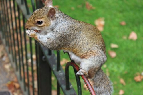 squirrel fence animal