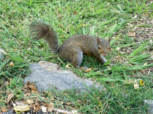 squirrel nature park