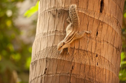 squirrel climbing down