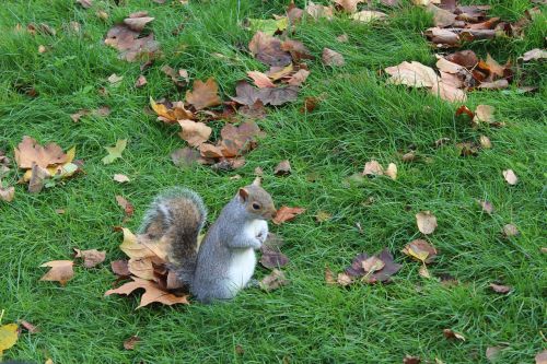 squirrel animal nature