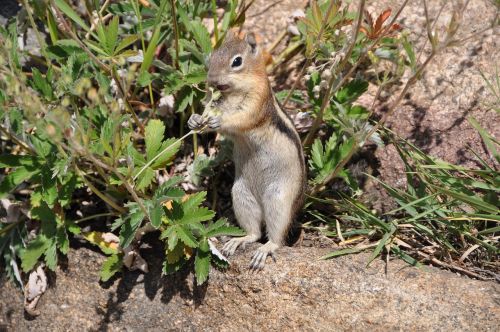 squirrel chipmunk nature