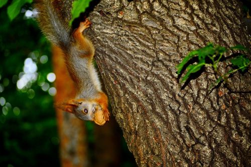 squirrel animal walnut