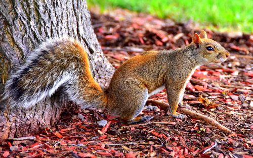 squirrel canada nature