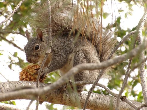squirrel nature wild