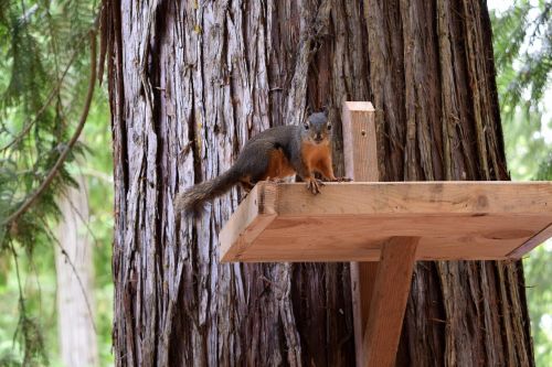 squirrel nature tree