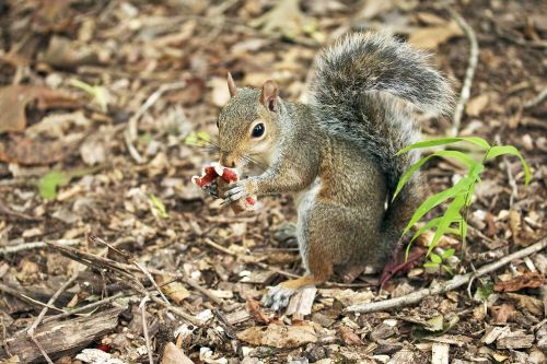 squirrel eating mushroom
