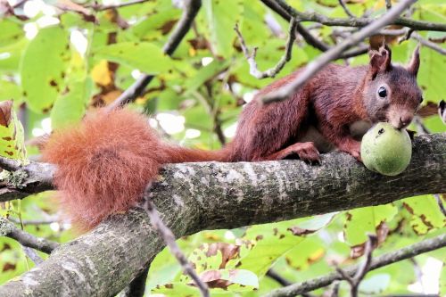 squirrel branch sitting