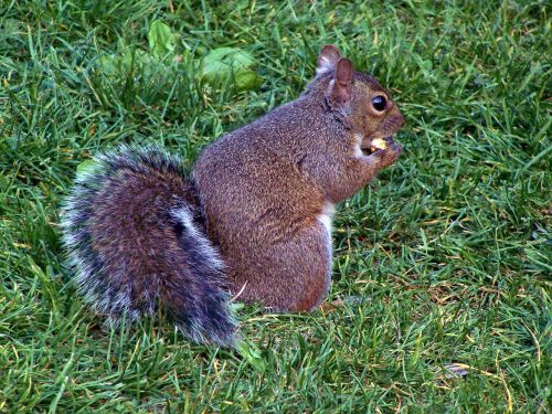 squirrel eat fur