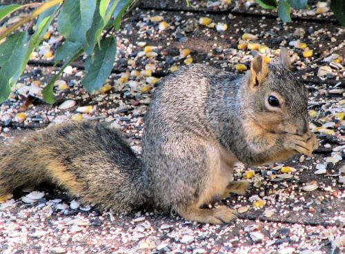 squirrel outside animal