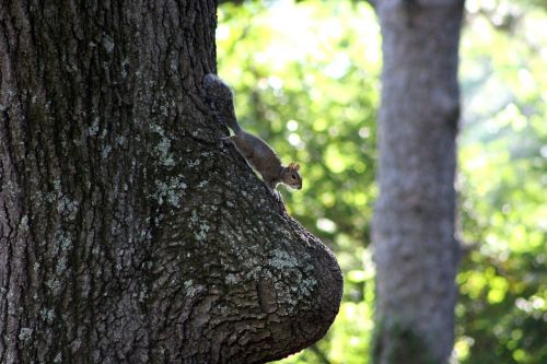squirrel nature oak