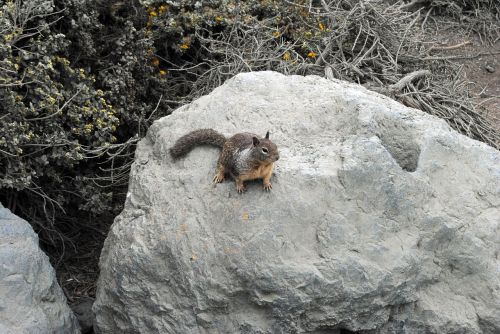 squirrel nature rock