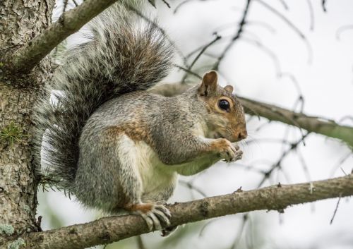 squirrel nut eating