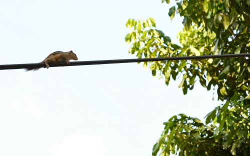 squirrel animal electric wire