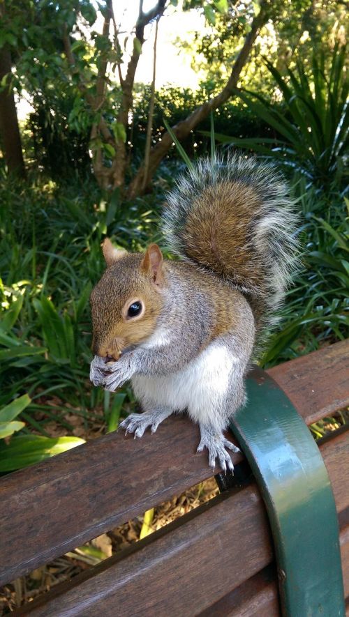 squirrel eating nuts nature