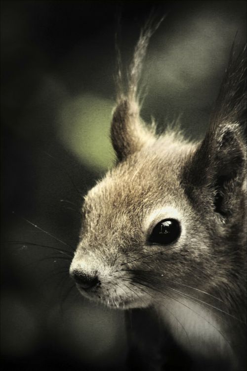 squirrel mammal wildlife