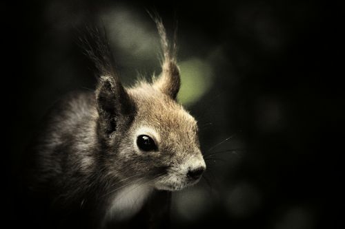 squirrel mammal wildlife