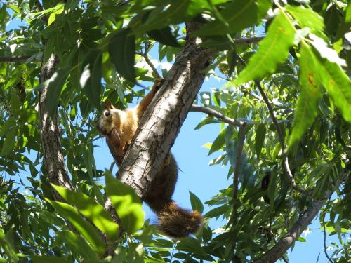 squirrel tree pecan
