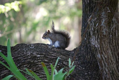 squirrel tree branch