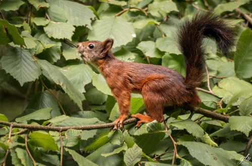 squirrel mammal young