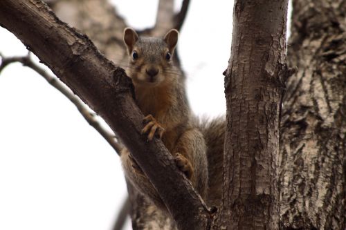 squirrel cute tree