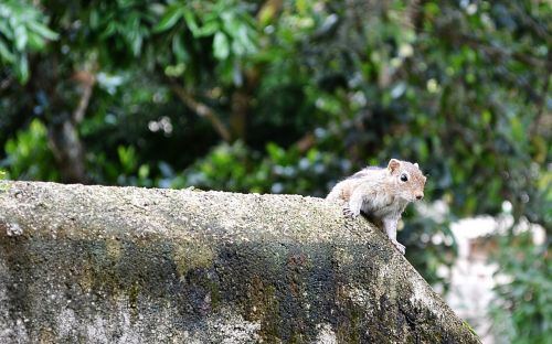 squirrel mammal animal