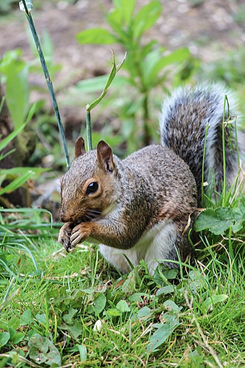 squirrel wildlife nature