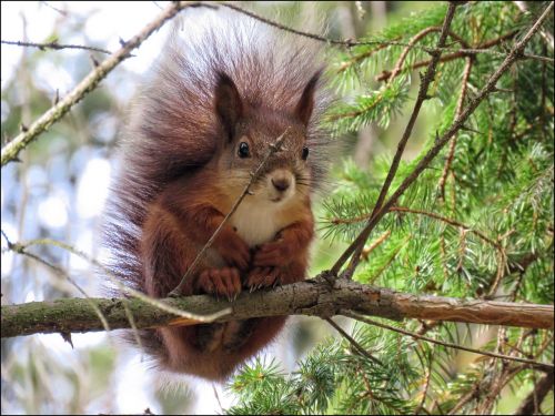 squirrel animal fur