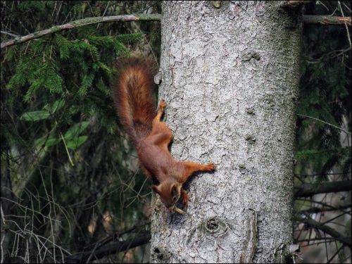 squirrel animal nature