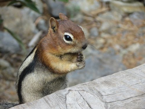 squirrel chipmunk nature