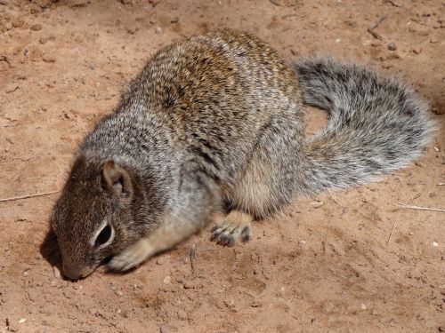 squirrel animal ground squirrel